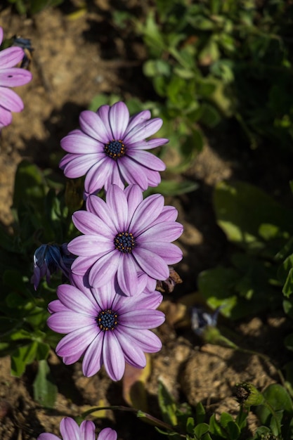 Hermosas flores como fondo