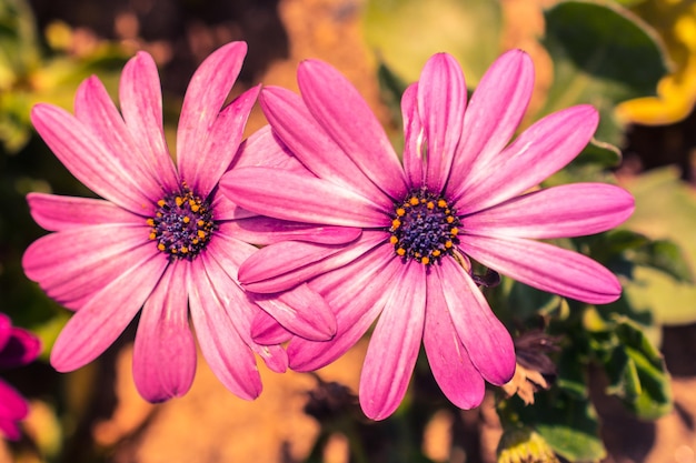 Hermosas flores como fondo