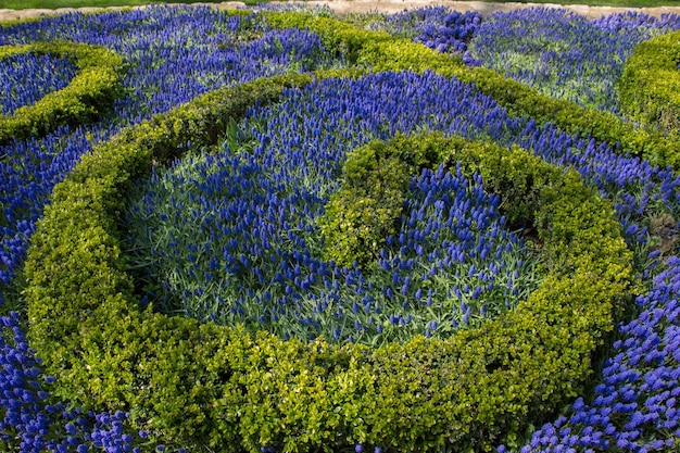 Foto hermosas flores como fondo