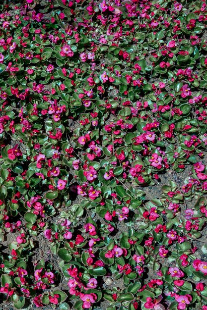 Foto hermosas flores como fondo