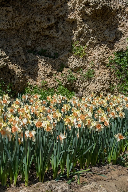 Hermosas flores como fondo