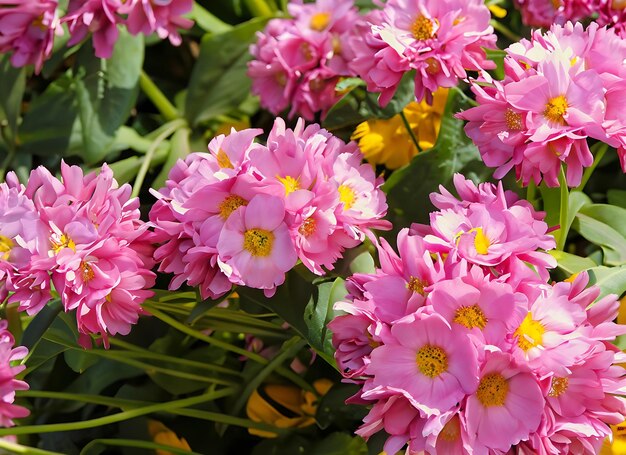 Hermosas flores como fondo