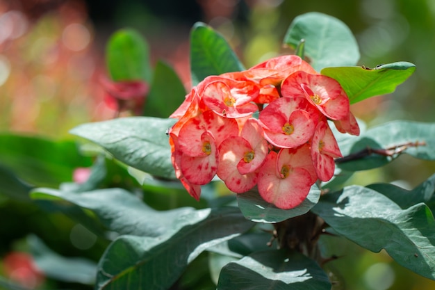 Hermosas flores de corona de espinas o espinas de Cristo (Euphorbia milli)