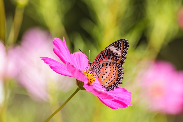 Hermosas flores cosmos y Common Tiger Butterfly (Danaus genutia)