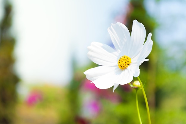 Hermosas flores de cosmos Cosmos Bipinnatus en el jardín para el fondo