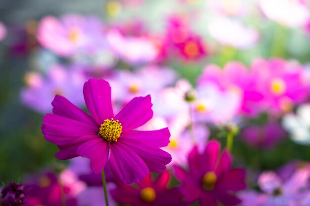 Hermosas flores de cosmos en el jardín. Fondo de naturaleza