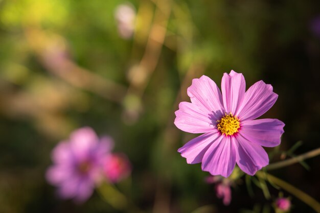 Hermosas flores de cosmos en el jardín. Fondo de naturaleza