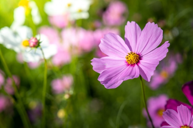 Hermosas flores de cosmos en el jardín. Fondo de naturaleza