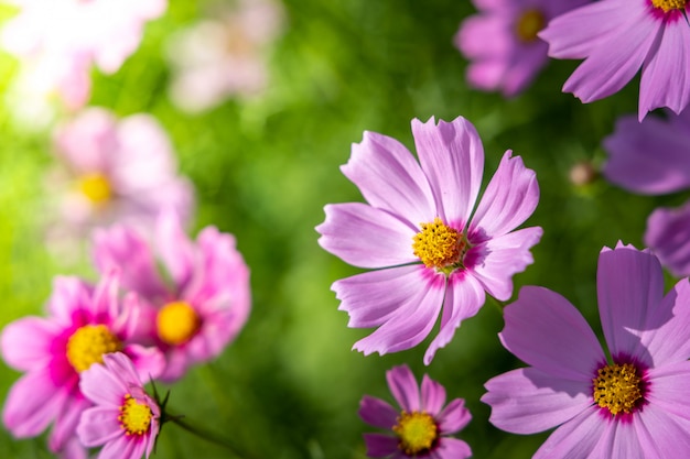 Hermosas flores de cosmos en el jardín. Fondo de naturaleza