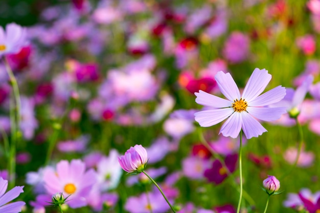 Hermosas flores de cosmos en el jardín.