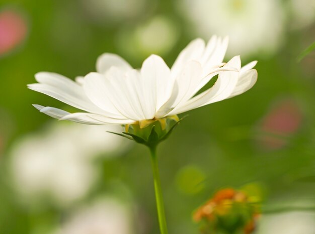 Hermosas flores de cosmos en el jardín