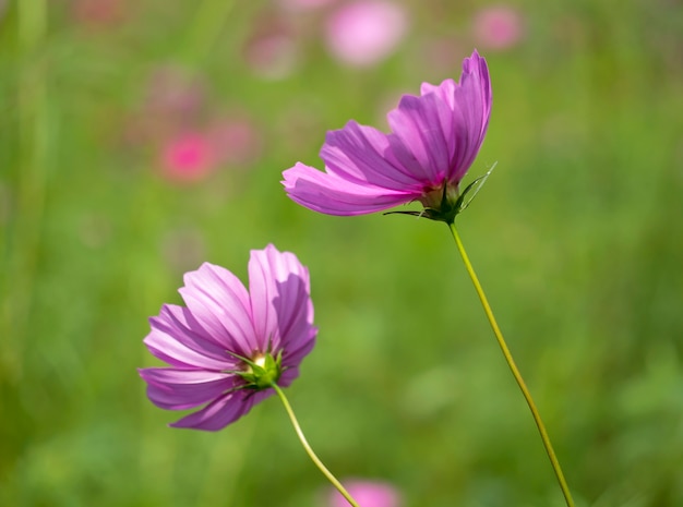 Hermosas flores de cosmos en el jardín