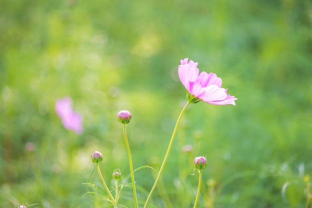 Hermosas flores de cosmos púrpura en el jardín.