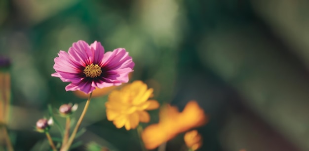 Hermosas flores de cosmos que florecen en el jardín Flores de cosmos coloridas en la mañana de primavera y cielo azul Flores de cosmos en la granja al amanecer en la mañana en chiang rai Fondo de lienzo de fondo de pantalla