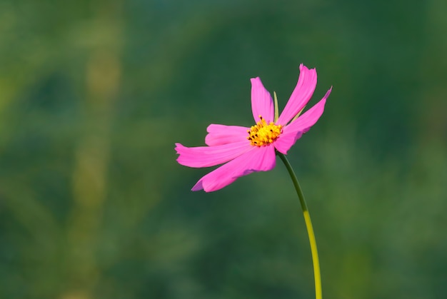 Hermosas flores de cosmos que florecen en el jardín