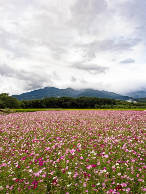 Hermosas flores de Cosmos que florecen en la naturaleza