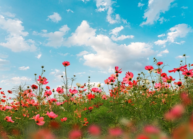 Hermosas flores de cosmos rosa en el jardín