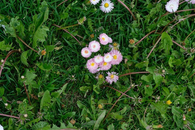 Hermosas flores crecen entre la hierba verde