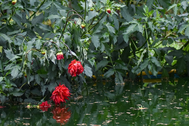 hermosas flores crecen en el jardín de verano