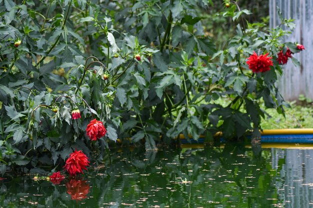 hermosas flores crecen en el jardín de verano