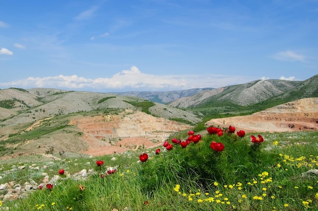 Hermosas flores crecen en las montañas Plantas maravillosas inusuales contra el fondo de la hierba verde en las colinas Península de Crimea La península fue anexada a la Federación Rusa Ucrania