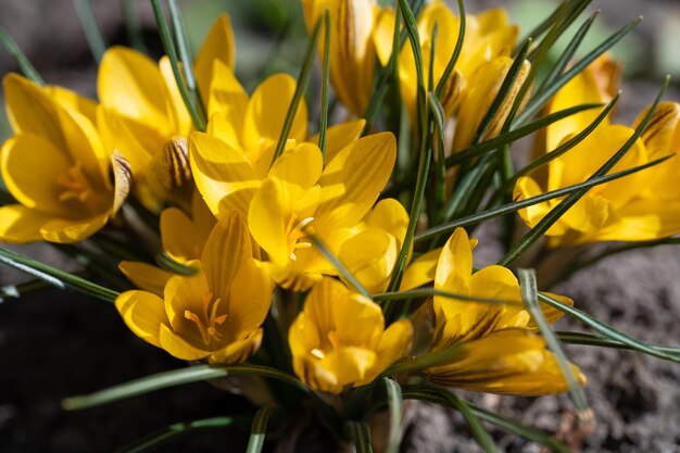 las hermosas flores crecen en primavera