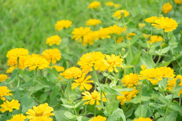 Hermosas flores de crisantemo amarillo en el jardín