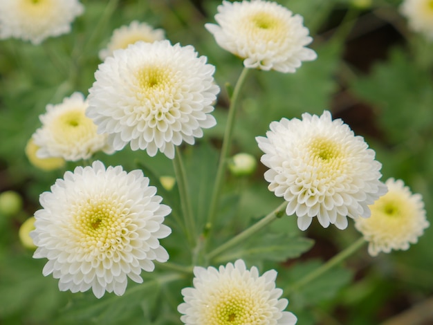 Hermosas flores de crisantemo blanco con hojas verdes en el jardín.