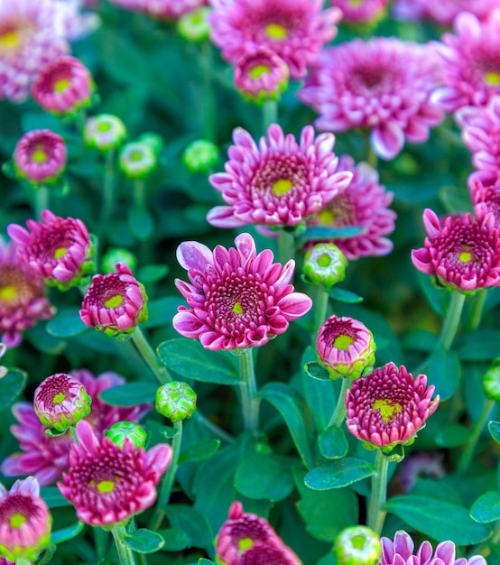 Hermosas flores de crisantemo como un hermoso fondo de otoño Telón de fondo del concepto de tema de otoño