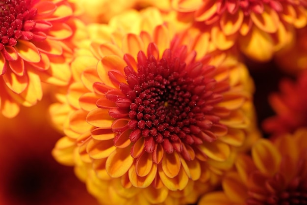 hermosas flores de crisantemo naranja marrón. fotografía macro flor de primer plano.