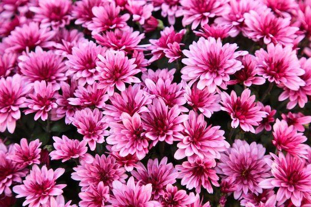 Hermosas flores de crisantemo rosa en el jardín.