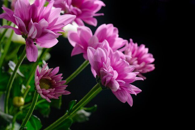Hermosas flores de crisantemo rosa sobre un fondo negro Primer plano