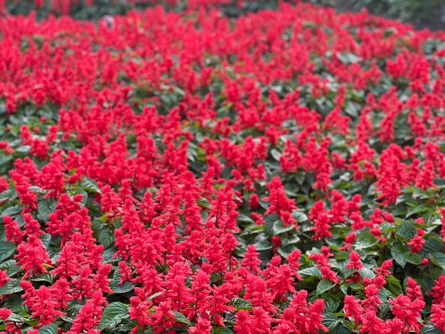 Foto hermosas flores de crisantemo rosado con hojas de primer plano