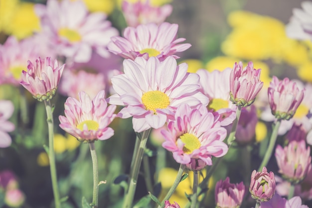 Hermosas flores de crisantemo.