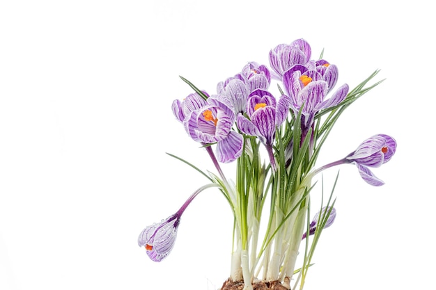 Hermosas flores de Crocus con gotas de rocío sobre un fondo blanco.