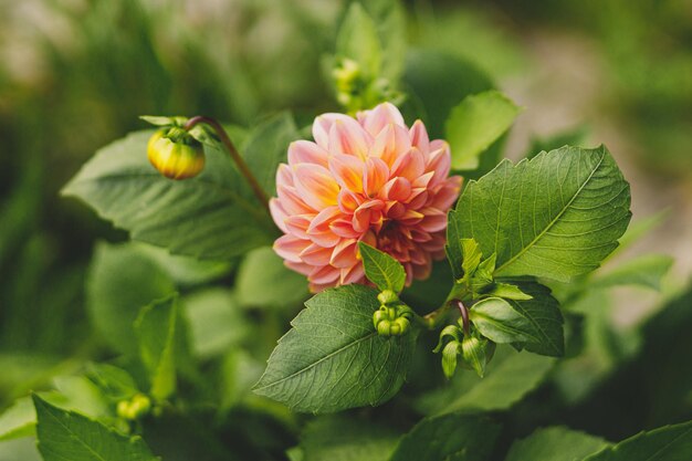 Hermosas flores de dahlia en el jardín natural de otoño Cerca en gran rosa pastel y rojo flores de dahria en un jardín verde soleado Espacio de papel tapiz floral para el texto