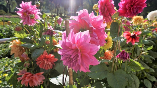 Hermosas flores de Dahlia pinnata también conocida como Pinnate Hypnotica