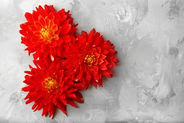 Foto hermosas flores de dalia roja sobre fondo gris