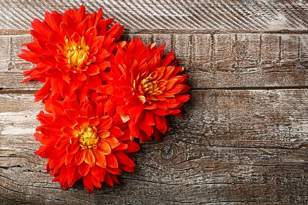 Hermosas flores de dalia roja sobre fondo de madera