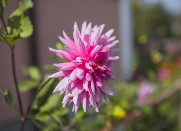 Hermosas flores de dalia sobre fondo verde. Las flores de verano es un género de plantas de la familia de los girasoles Asteracea.