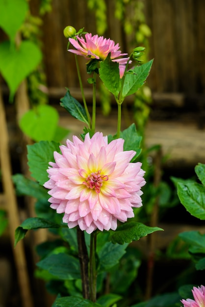 Hermosas flores de dalia