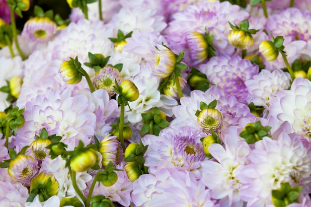 Hermosas flores de dalias cerrar fondo