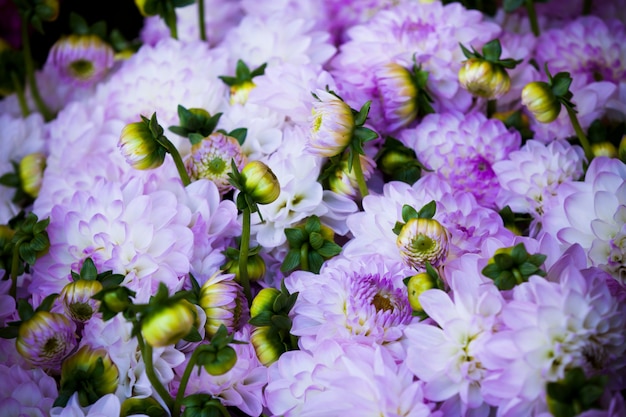 Hermosas flores de dalias violetas