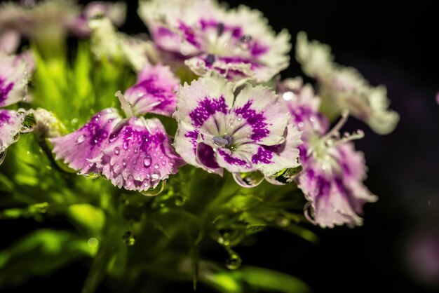 Hermosas flores de Dianthus con gotas de agua sobre un fondo negro