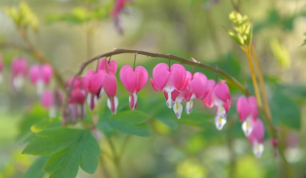 Hermosas flores de Dicentra spectabilis corazón sangrante en forma de corazón en flor sobre fondo verde