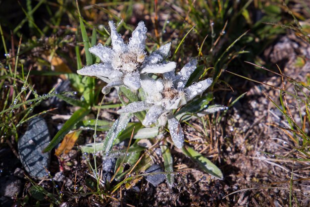 Hermosas flores de Edelweiss en una montaña