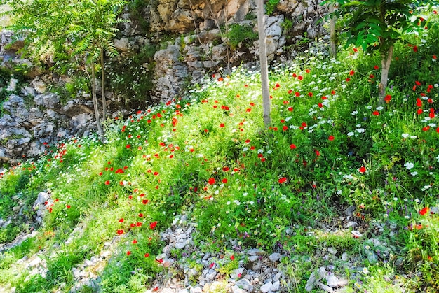 Hermosas flores es siempre un día de fiesta