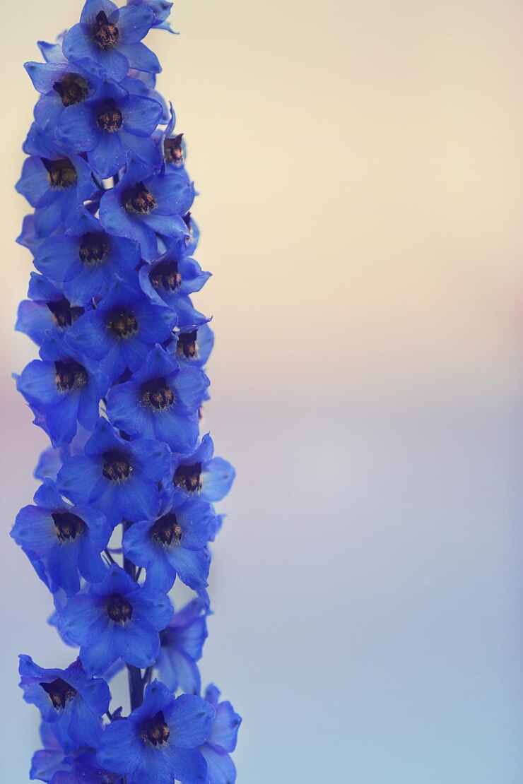 Foto hermosas flores de espuela de caballero azul de cerca