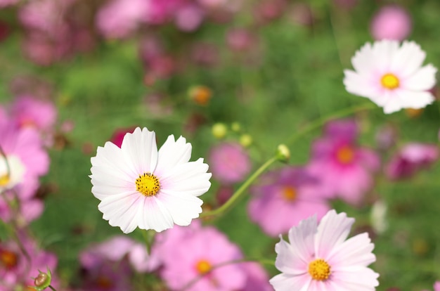 Hermosas flores están floreciendo en la naturaleza.