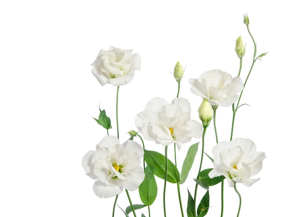 Hermosas flores de eustoma aisladas sobre fondo blanco